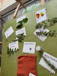 Weitere Kräuterzweige mit Namenskärtchen, zum Beispiel Rosmarin, auf dem grünen Tisch.