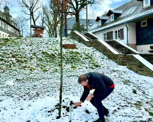 Ein Mann kniet im Schnee neben dem jungen Baum und befestigt ein Schild am Boden.